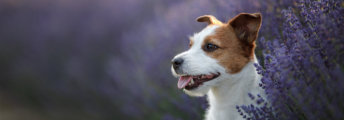 comment soigner ses animaux avec les huiles essentielles
