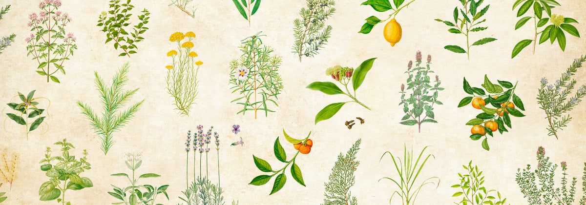 herbier aromatique puressentiel