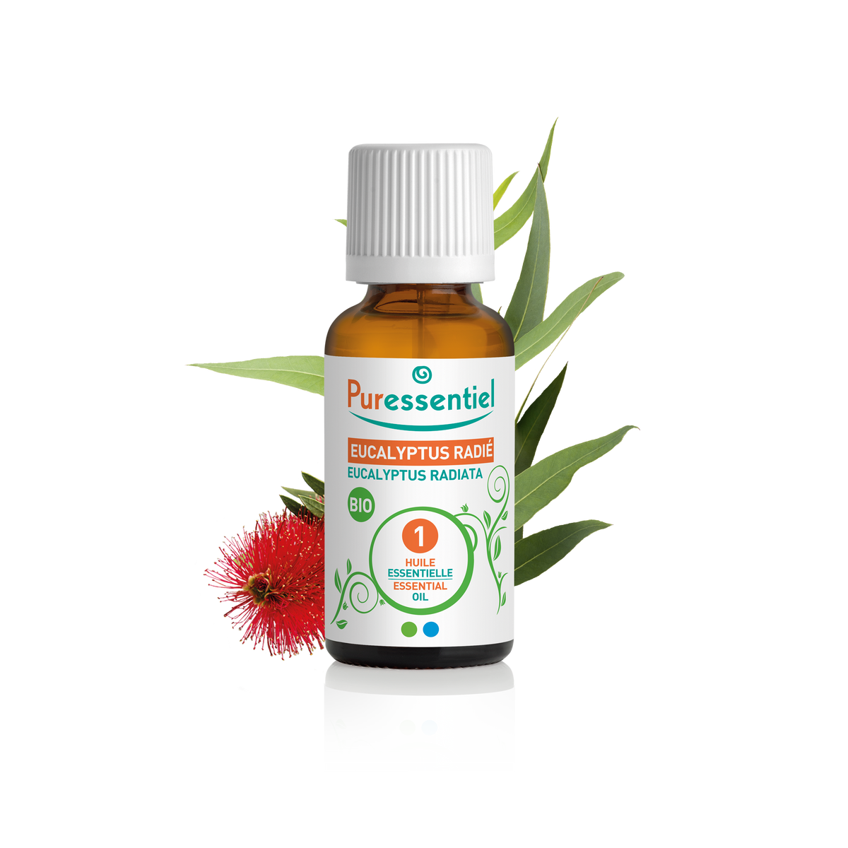Huile Essentielle Eucalyptus Radié BIO